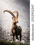 Ibex in the high mountains