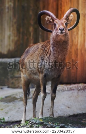 ibex long horn sheep deer close up portrait