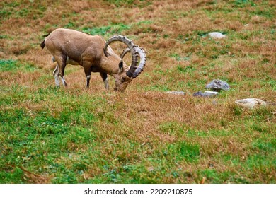 Ibex, A Mountain Dwelling Ungulate Eating Grass