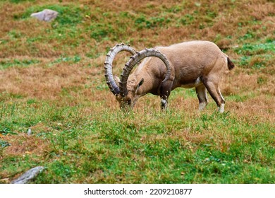 Ibex, A Mountain Dwelling Ungulate Eating Grass