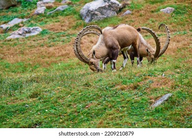 Ibex, A Mountain Dwelling Ungulate Eating Grass