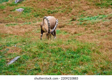 Ibex, A Mountain Dwelling Ungulate Eating Grass