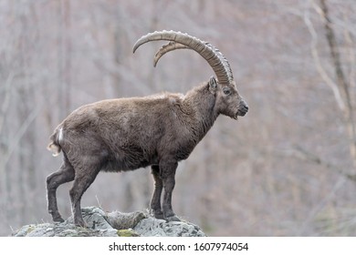 Ibex mountain on the rock in the woodland, (Capra ibex)