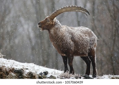 Ibex Mountain In The Snow (Capra Ibex), Alps Mountain