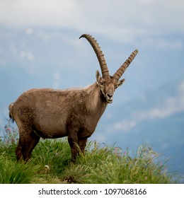 Ibex in the mountains of Switzerland