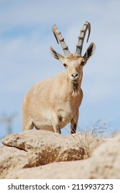 Ibex in the Negev desert in Mitzpe Ramon on the rim of the crater Machtesh Ramon, wildlife in Israel, Ein Gedi
