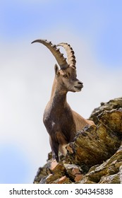 Ibex on the Hill of the Lion - Matterhorn - Capra ibex