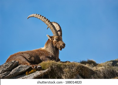 Ibex on the mountain top