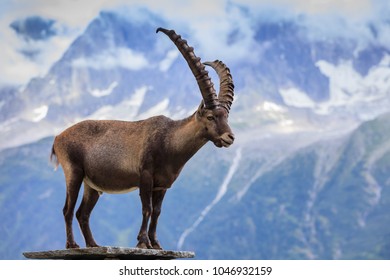 Ibex, Range of Mont Blanc. French Alps