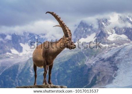 Ibex, Range of Mont Blanc. French Alps