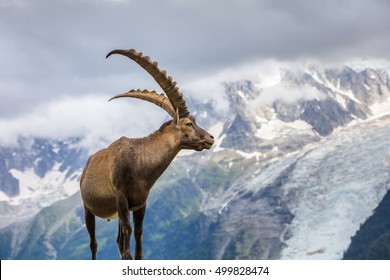 Ibex , Range of Mont-Blanc. In background Glacier des Bossons