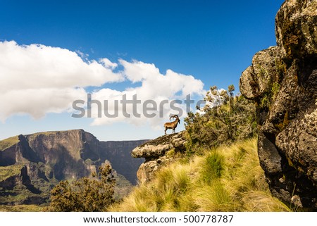 Ibex in The Simien Mountains Stock photo © 
