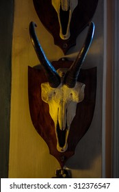 Ibex Skull