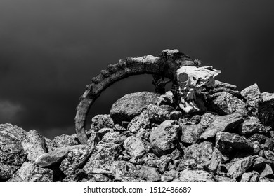 Ibex Skull On Top Of Ritual Buddhist/shaman Mound Of Rocks