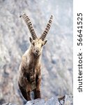 Ibex in the Swiss mountains