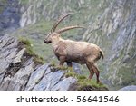 Ibex in the Swiss mountains