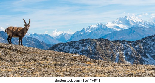 Ibex Lötschenpass, Switzerland