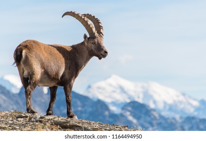 Ibex Lötschenpass, Switzerland