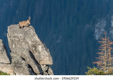 Ibex in their habitat in the Swissalps
