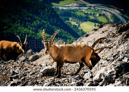 Ibexes in the Alps, Capricorn, South Tyrol