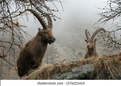 ibexes in the fog, Capra ibex , fall, Gran Paradiso National Park, Italy