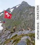 Ibexes and a swiss flag in the Swiss mountains