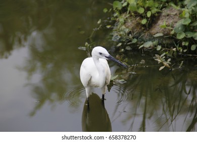ibis