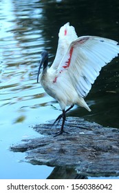 Ibis 