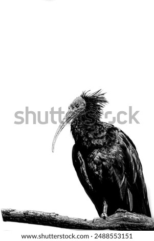 Similar – Image, Stock Photo the crow Beautiful Zoo