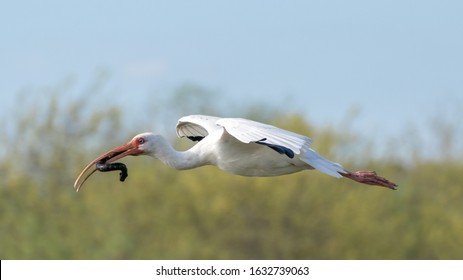 An ibis bird in flight with an eel