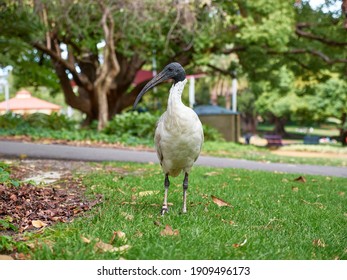 Ibis Bird Hyde Park Scavenging Perth (Bin Chicken)