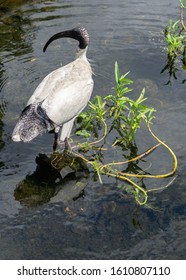 Ibis In Brisbane Also Known As The Bin Chicken