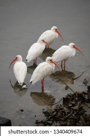 Ibis Days Shem Creek