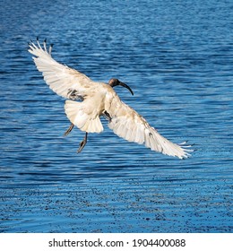 An Ibis In Flight Over Blue Water Showing Its Wing Span