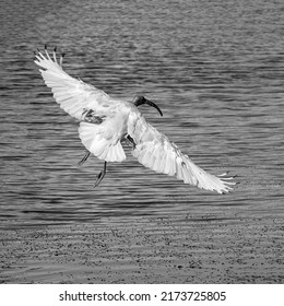 An Ibis In Flight Over Blue Water Showing Its Wing Span