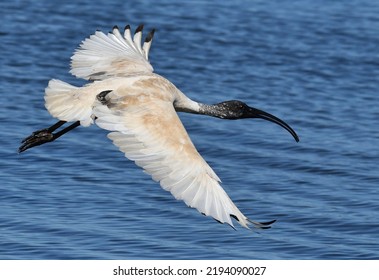Ibis Flying Over Lake Water