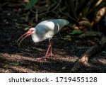 An Ibis forages for food along a canal bank in the Victoria Park neighborhood of Fort Lauderdale, Florida.