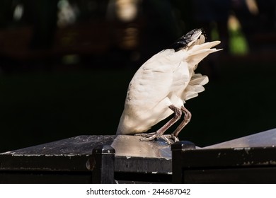 An Ibis Looking For Food In A Bin In Sydney's Central Business District CBD