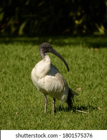 Ibis On Green Grass - Also Known Locally As 