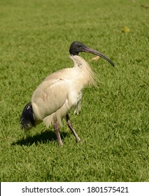 Ibis On Green Grass - Also Known Locally As 