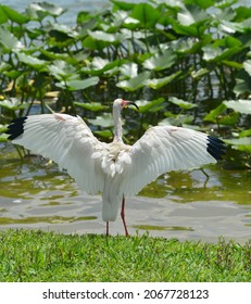 An Ibis Shows Off An Impressive Wing Span.