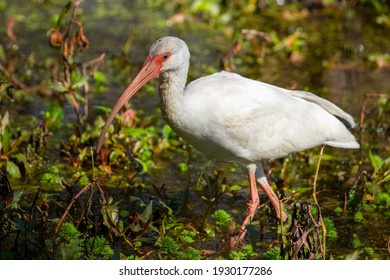 An Ibis Wading Through Shallow Marsh On The Southeast US Coast