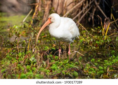 An Ibis Wading Through Shallow Marsh On The Southeast US Coast