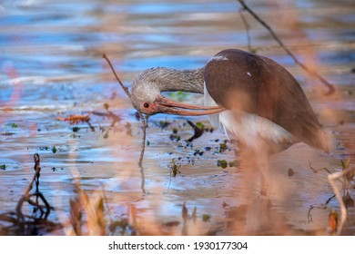 An Ibis Wading Through Shallow Marsh On The Southeast US Coast