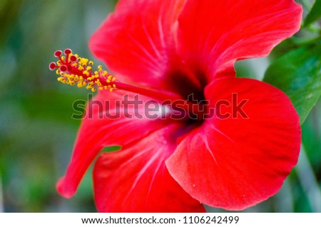 Ibiscus flower close up