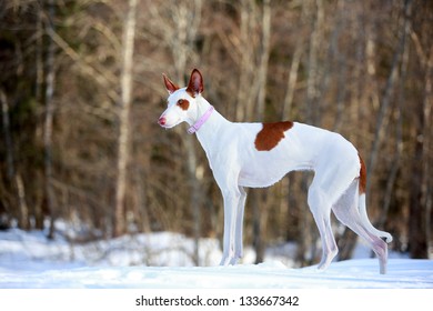 Ibizan Hound Dog