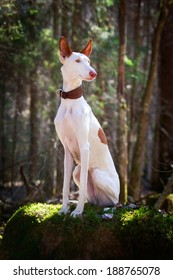 Ibizan Hound Dog