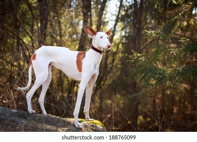 Ibizan Hound Dog