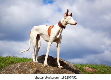 Ibizan Hound Dog