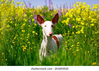 Ibizan Hound Dog